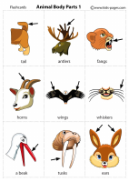 Animal Body 1.pdf